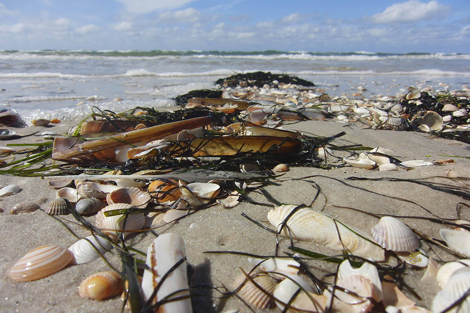 Muscheln-am-Strand2